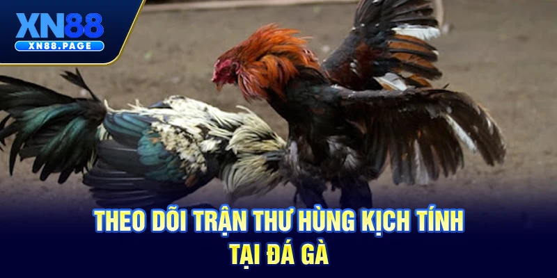 Theo dõi trận thư hùng kịch tính tại Đá gà Theo dõi trận thư hùng kịch tính tại Đá gà