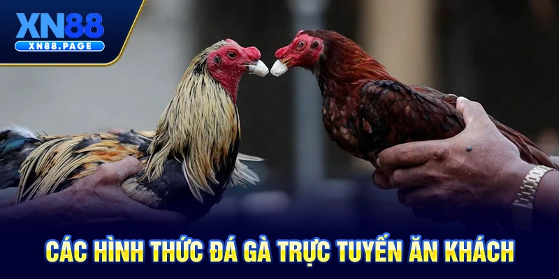 Các hình thức đá gà trực tuyến ăn khách Các hình thức đá gà trực tuyến ăn khách