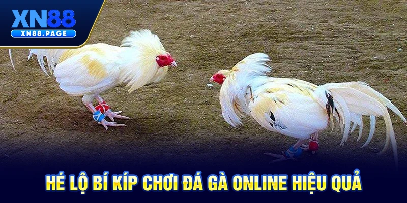 Hé lộ bí kíp chơi đá gà online hiệu quả Hé lộ bí kíp chơi đá gà online hiệu quả