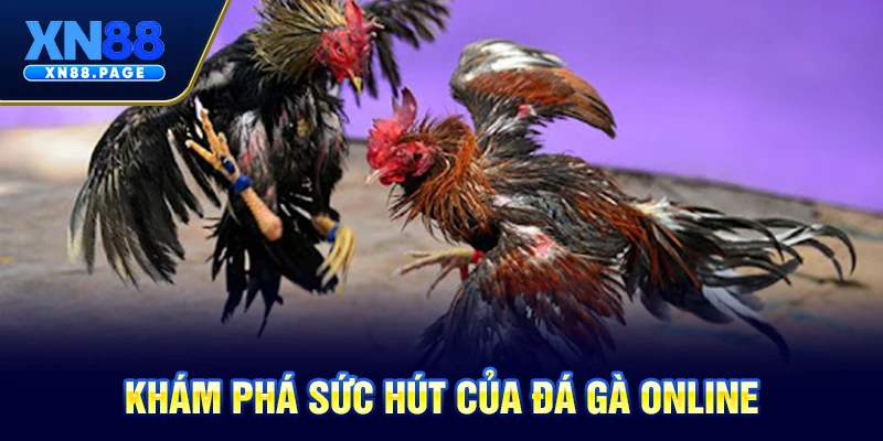 Khám phá sức hút của hình thức đá gà online Khám phá sức hút của hình thức đá gà online